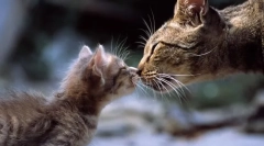 Feline lapte membru: caracteristicile produselor alternative de hrănire